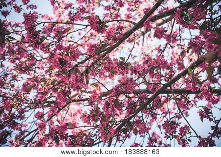 Image of colorful spring blossoms in bloom.