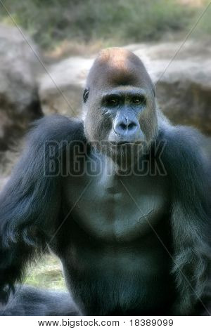 Vertical oriented portrait  of big black ape in zoo.