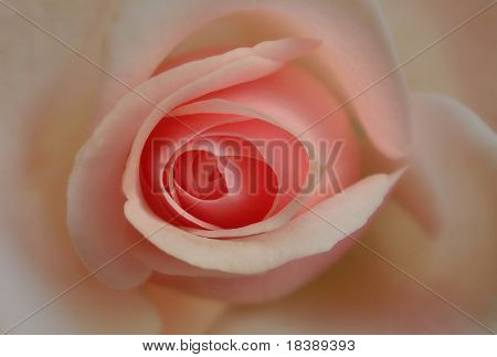 Rose.