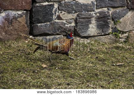 Pheasant male bird running along stone wall