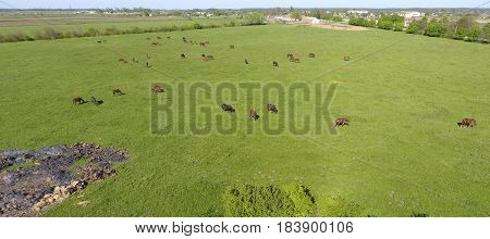 Grazing Horses On The Field. Shooting Horses From Quadrocopter. Pasture For Horses.