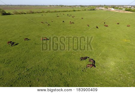 Grazing Horses On The Field. Shooting Horses From Quadrocopter. Pasture For Horses.