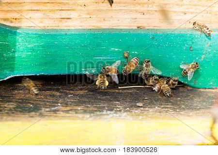 Bee With Pollen That Enter In The Hive