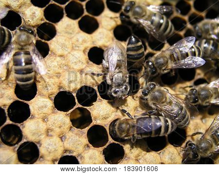 bees crawl around capping brood in brood chamber. newborn on bee wax drawn comb with honey and ambrosia. nurse bees around the young bees in sealed brood.