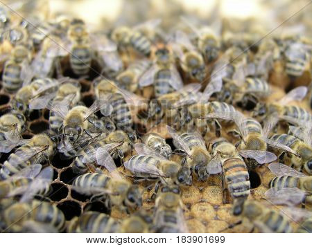 The bees in the brood chamber on drawn comb with honeycomb and stores.Breeding and Handling bees. Nurse bees on the frame with the beeswax and propolis in queenless colony.