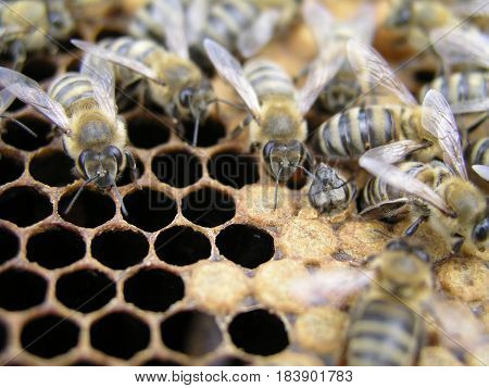 Artificial insemination of the bees in the apiary of beekeeper. Sealed brood in the hive with bee family. Sealed brood in the hive with bee family.