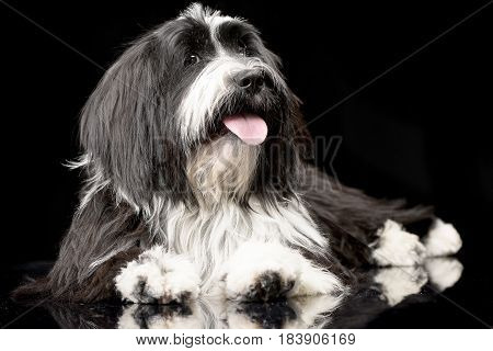 Studio Shot Of An Adorable Tibetian Terrier