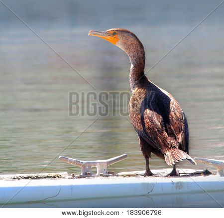 Double Crested Cormorant Standing on a Dock