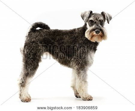 Studio Shot Of An Adorable Miniature Schnauzer