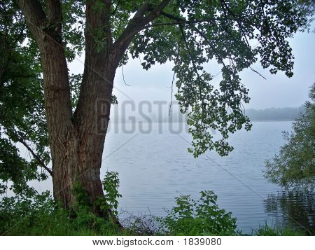 Baum von River