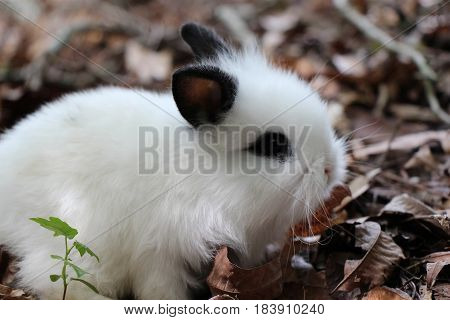 A Black and White Baby Lionhead Rabbit Playing in the Leaves