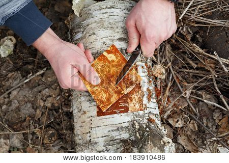Man cuts off the bark from the fallen trunk of a birch.