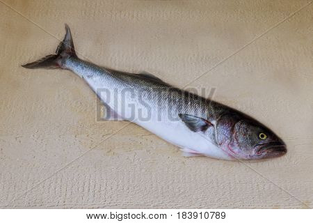 Grey Fish Blyufish On Wooden Stand Tabletop