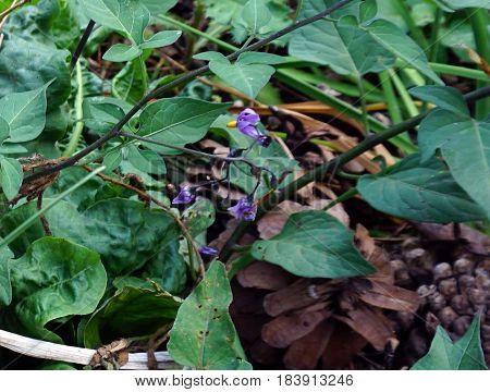 Flowers of the bittersweet nightshade plant (Solanum dulcamara) bloom in Joliet, Illinois during August.