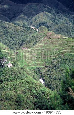 Rice is cultivated in the ancient rice terraces, carved into the mountains, near the city of Banaue, Ifugao Province, in the Philippines.