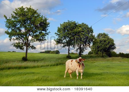 Kuh mit vollen Euter in einer frischen grünen Wiese