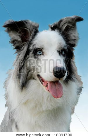 Retrato de un blue merle border collie, con ojos azules