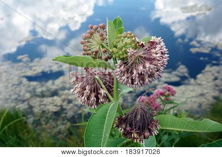 A common milkweed plant (Asclepias syriaca) blooms near a small lake in Joliet, Illinois during July.