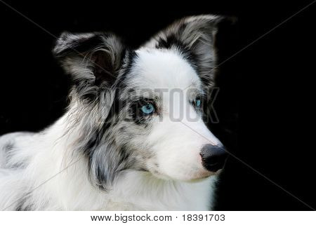 Retrato de un blue merle border collie, con ojos azules aislada en negro