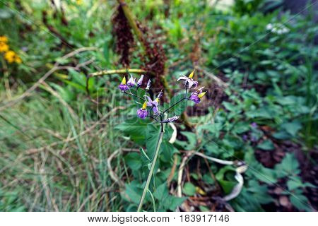Flowers of the bittersweet nightshade plant (Solanum dulcamara) bloom in Joliet, Illinois during August.