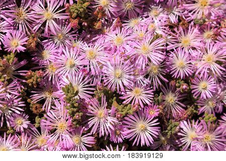 Pink flower on an Ice plant succulent Carpobrotus edulis creeping ground cover textured background