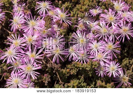 Pink flower on an Ice plant succulent Carpobrotus edulis creeping ground cover textured background