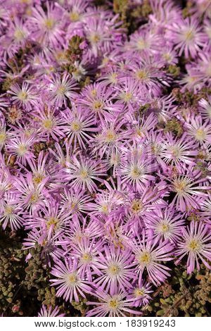 Pink flower on an Ice plant succulent Carpobrotus edulis creeping ground cover textured background