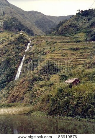 Rice is cultivated in the ancient rice terraces, carved into the mountains, near the city of Banaue, Ifugao Province, in the Philippines.