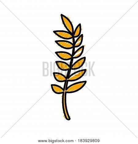 healthy wheat organ plant nutricious, vector illustration