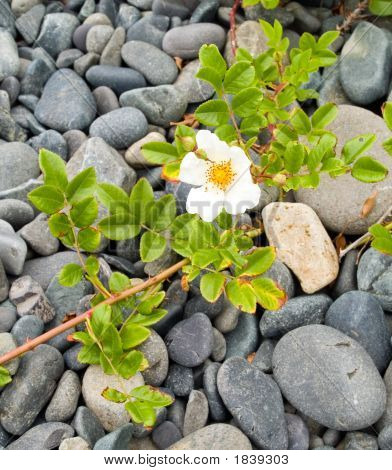 Dogrose blomst på stenene