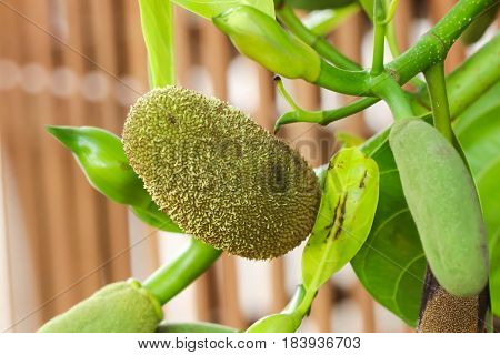 Closeup of Green Baby Jackfruit on the tree