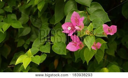 Bougainvillea flower in Vietnam. Asia. Beautiful flowers