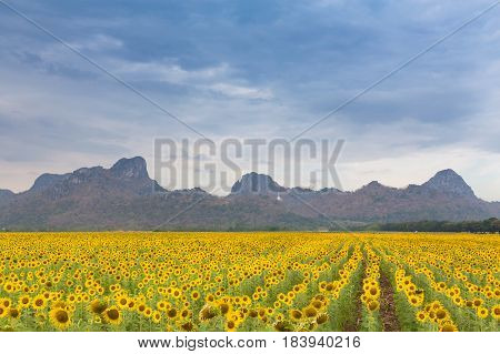 Natural full bloom sunfower field with mountain background natural landscape background