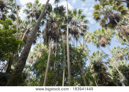 Island taraw palm. Pa Kam Chanod Amazing Thailand.