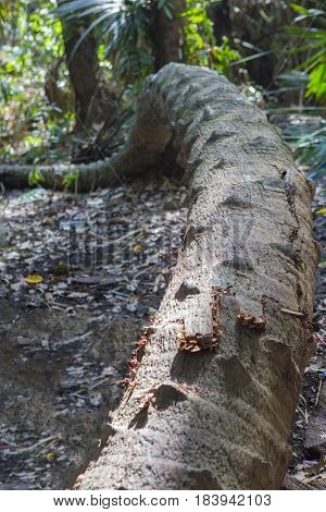 Island taraw palm. Pa Kam Chanod Amazing Thailand.