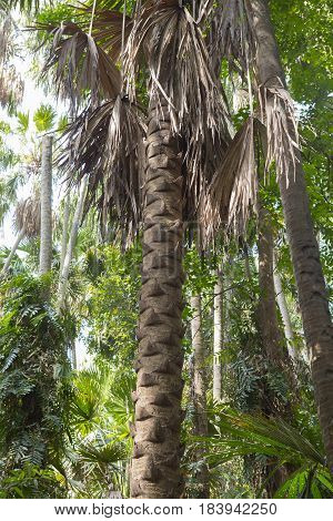 Island taraw palm. Pa Kam Chanod Amazing Thailand.