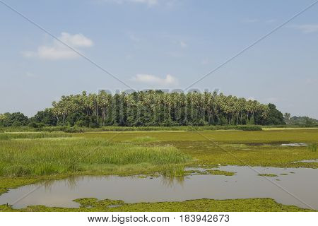 Island taraw palm. Pa Kam Chanod Amazing Thailand.