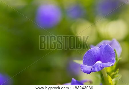 Blue Hawaii or Otacanthus coeruleus A.Rose focus on the petals.