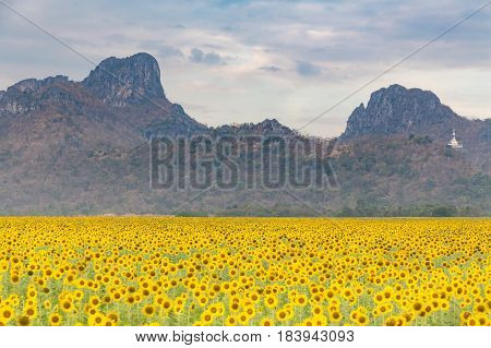 Big full bloom sunflower field with mountain background nautral landscaep background