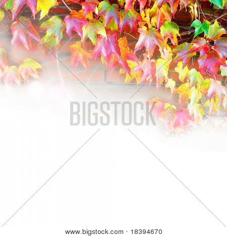 Parthenocissus Quinquefolia, hiedra en colores otoñales en fondo cuadrado