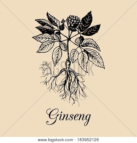 Vector Ginseng root, leaves and flower illustration. Hand drawn sketch of Aralia Quinquefolia plant background. Officinalis, medicinal, cosmetic herb logo.