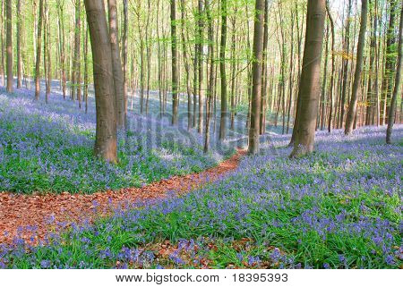 野生ブルーベル ヒヤシンスとブナ林の樹木の 'Hallerbos'、ベルギー