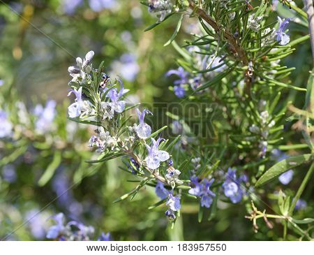 detail of rosemary flower in ameadow , italy
