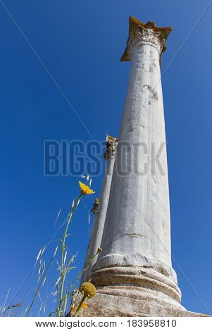 Low angle photo of ancient columns and a daisy at Salamis ruins in Cyprus- portrait format