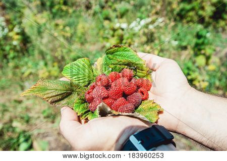 Mans palms full of the fresh-picked forest raspberries Rubus idaeus lying on a raspberry leaf.