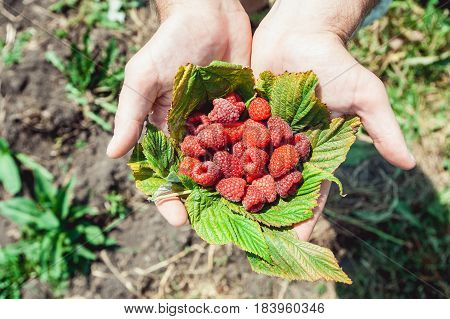 Mans palms full of the fresh-picked forest raspberries Rubus idaeus lying on a raspberry leaf.