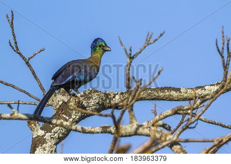 Purple-crested turaco in Kruger national park, South Africa ; Specie Gallirex porphyreolophus family of Musophagidae