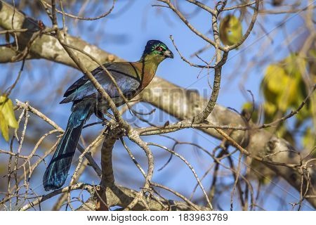 Purple-crested turaco in Kruger national park, South Africa ; Specie Gallirex porphyreolophus family of Musophagidae