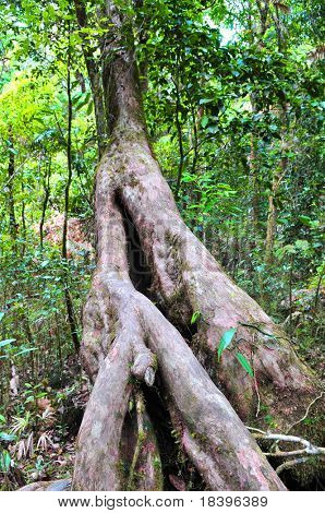 Grande albero nella foresta pluviale tropicale di Daintree, Australia Queensland