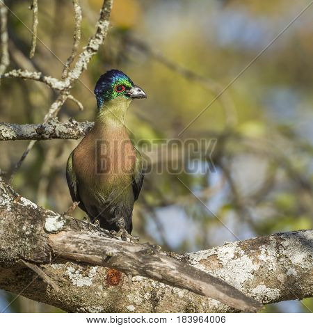 Purple-crested turaco in Kruger national park, South Africa ; Specie Gallirex porphyreolophus family of Musophagidae